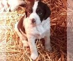 Small Photo #12 English Springer Spaniel Puppy For Sale in LEWISBERRY, PA, USA