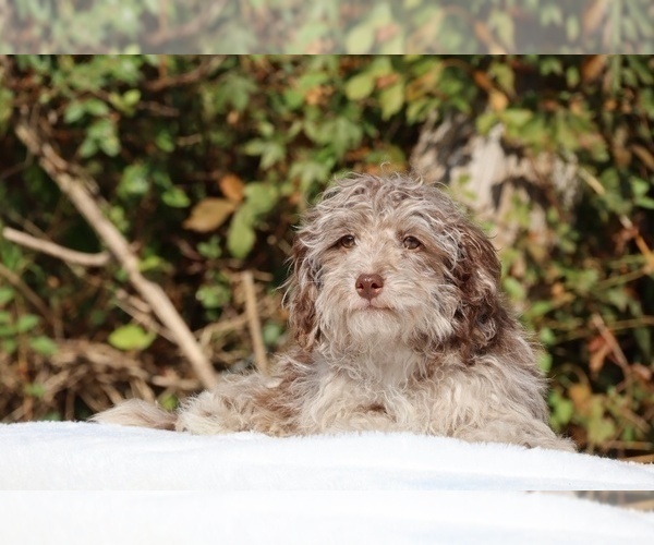 Medium Photo #13 ShihPoo Puppy For Sale in DYERSBURG, TN, USA