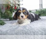 Puppy Penelope Cavalier King Charles Spaniel