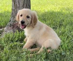 Golden Retriever Puppy for sale in CUB RUN, KY, USA