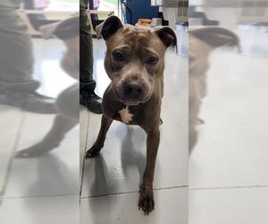 American Pit Bull Terrier-Unknown Mix Dogs for adoption in Temple, TX, USA