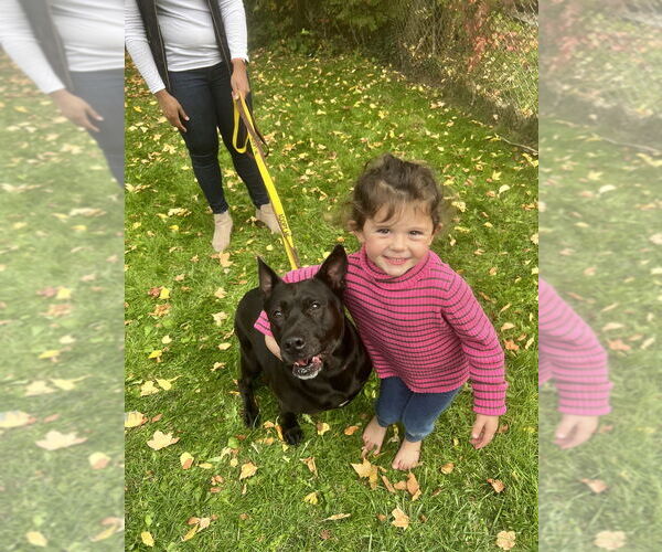 Medium Photo #2 Shepradors Puppy For Sale in Brewster, NY, USA