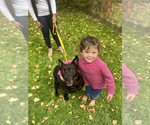Millie - Female Shepradors Dog for Adoption - Photo #2
