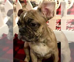 French Bulldog Puppy for sale in PERRYVILLE, MD, USA