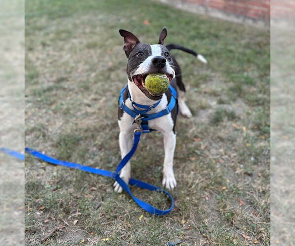 Medium Photo #2 American Pit Bull Terrier Puppy For Sale in Boston, MA, USA