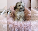 Small Photo #1 Cavapoo Puppy For Sale in SYLMAR, CA, USA