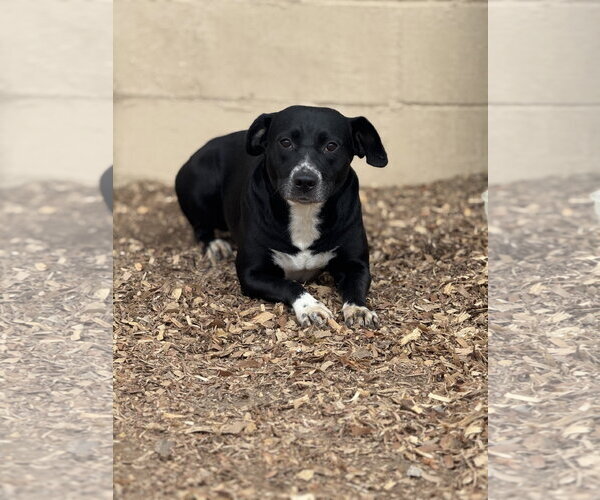 Medium Photo #5 Border Collie-Unknown Mix Puppy For Sale in Corning, AR, USA