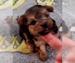 Small Photo #361 Yorkshire Terrier Puppy For Sale in AKRON, OH, USA