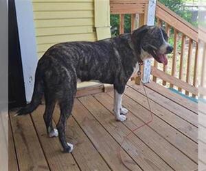 American Staffordshire Terrier-Unknown Mix Dogs for adoption in San Antonio, TX, USA