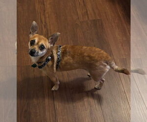 Chihuahua-Unknown Mix Dogs for adoption in Clarkston, MI, USA