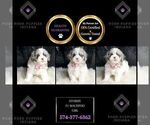 Small #1 Maltipoo