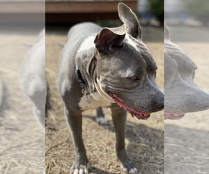 Lola - Female American Pit Bull Terrier Dog for Adoption - Photo #5