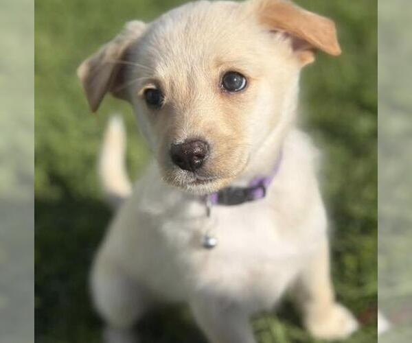 Medium Photo #2 Colonial Cocker Spaniel-Poodle (Miniature) Mix Puppy For Sale in San Diego, CA, USA