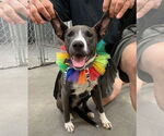 Small #40 American Pit Bull Terrier Mix