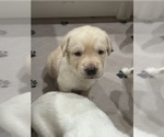 Small Photo #28 Labrador Retriever Puppy For Sale in GOODYEAR, AZ, USA
