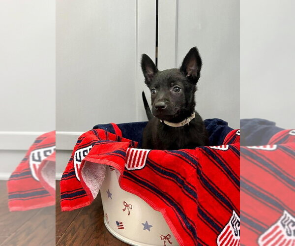 Medium Photo #2 Mutt Puppy For Sale in Imlay City, MI, USA