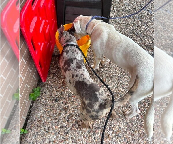 Medium Photo #7 American Pit Bull Terrier-Unknown Mix Puppy For Sale in Lakewood, CO, USA