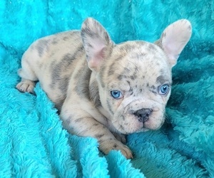 French Bulldog Puppy for sale in LAS VEGAS, NV, USA