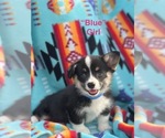 Small #1 Pembroke Welsh Corgi