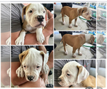 Image preview for Ad Listing. Nickname: American bull