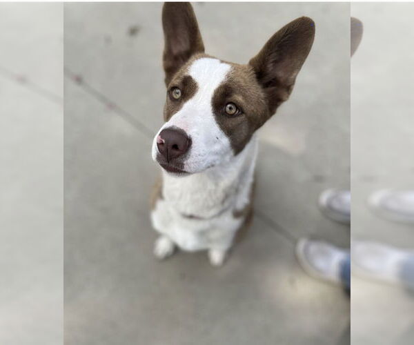 Medium Photo #13 American Pit Bull Terrier-Border Collie Mix Puppy For Sale in Princeton, MN, USA