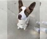 Small #12 American Pit Bull Terrier-Border Collie Mix