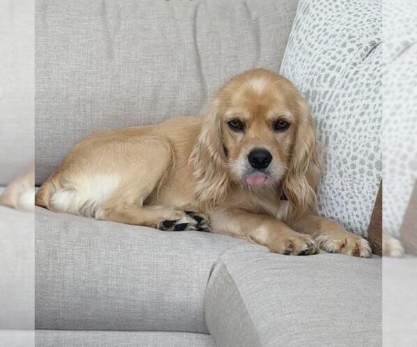 Medium Photo #4 Cocker Spaniel Puppy For Sale in San Diego, CA, USA