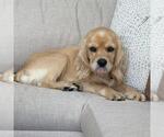 Small #3 Cocker Spaniel