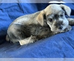 Small Photo #2 Schnauzer (Miniature) Puppy For Sale in FOWLER, CO, USA