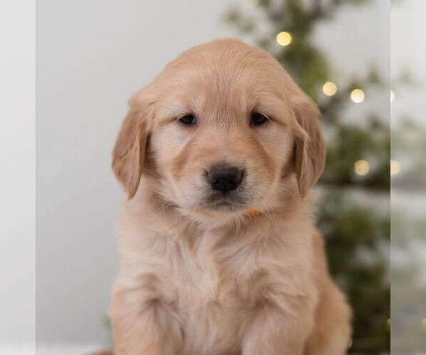 Medium Photo #1 Golden Retriever Puppy For Sale in NEWPORT, PA, USA