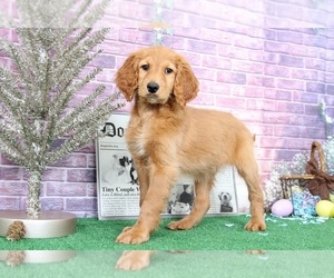 Goldendoodle Puppy for sale in BEL AIR, MD, USA