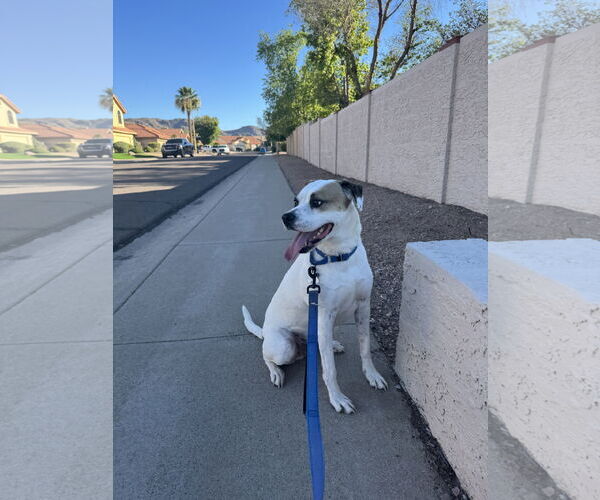 Medium Photo #2 Bullboxer Pit Puppy For Sale in Chandler, AZ, USA