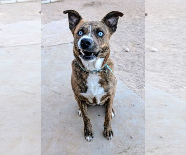 Medium Photo #3 Mutt Puppy For Sale in Pena Blanca, NM, USA