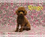 Small Photo #1 Cavapoo Puppy For Sale in DENVER, PA, USA