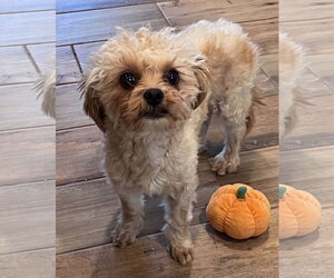Poodle (Miniature)-Unknown Mix Dogs for adoption in Genesee, WI, USA