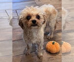 **ABEL** - Male Poodle (Miniature)-Unknown Mix Dog for Adoption - Small photo