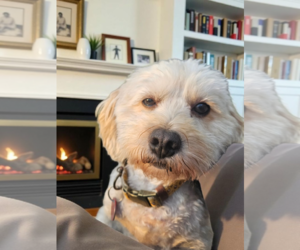 Cavachon Dogs for adoption in Farmington, MN, USA