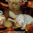 Small Photo #175 Dogo Argentino Puppy For Sale in JANE, MO, USA