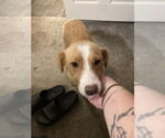 Small #1 Mutt