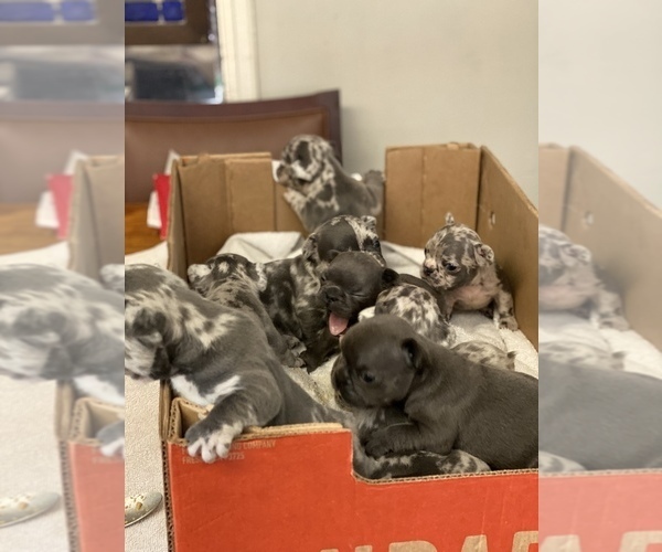 Medium Photo #5 French Bulldog Puppy For Sale in GRIFFIN, GA, USA