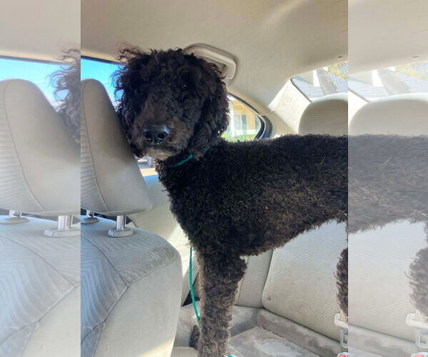 Medium Photo #2 Poodle (Standard)-Unknown Mix Puppy For Sale in Rockaway, NJ, USA