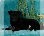 Small Photo #2 German Shepherd Dog Puppy For Sale in PARADISE, PA, USA