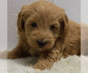 Goldendoodle (Miniature) Puppy for sale in SAVANNAH, TN, USA