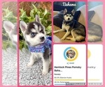 Small Photo #1 Pomsky Puppy For Sale in VENUS, PA, USA