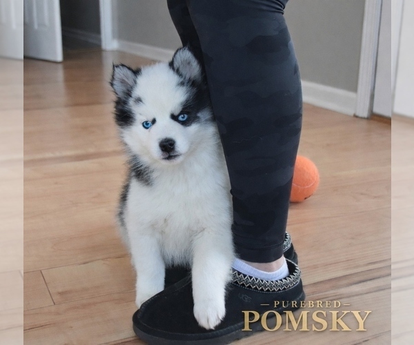 Medium Photo #2 Pomsky Puppy For Sale in KANSAS CITY, MO, USA