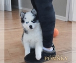 Small #1 Pomsky
