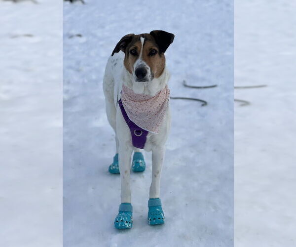 Medium Photo #4 German Shepherd Dog-Unknown Mix Puppy For Sale in Springdale, PA, USA