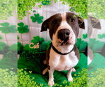 Small Photo #2 American Pit Bull Terrier-Unknown Mix Puppy For Sale in North Myrtle Beach, SC, USA