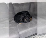 Small #5 Coonhound