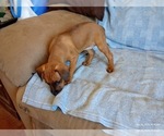 Puppy Lily Miniature Pinscher